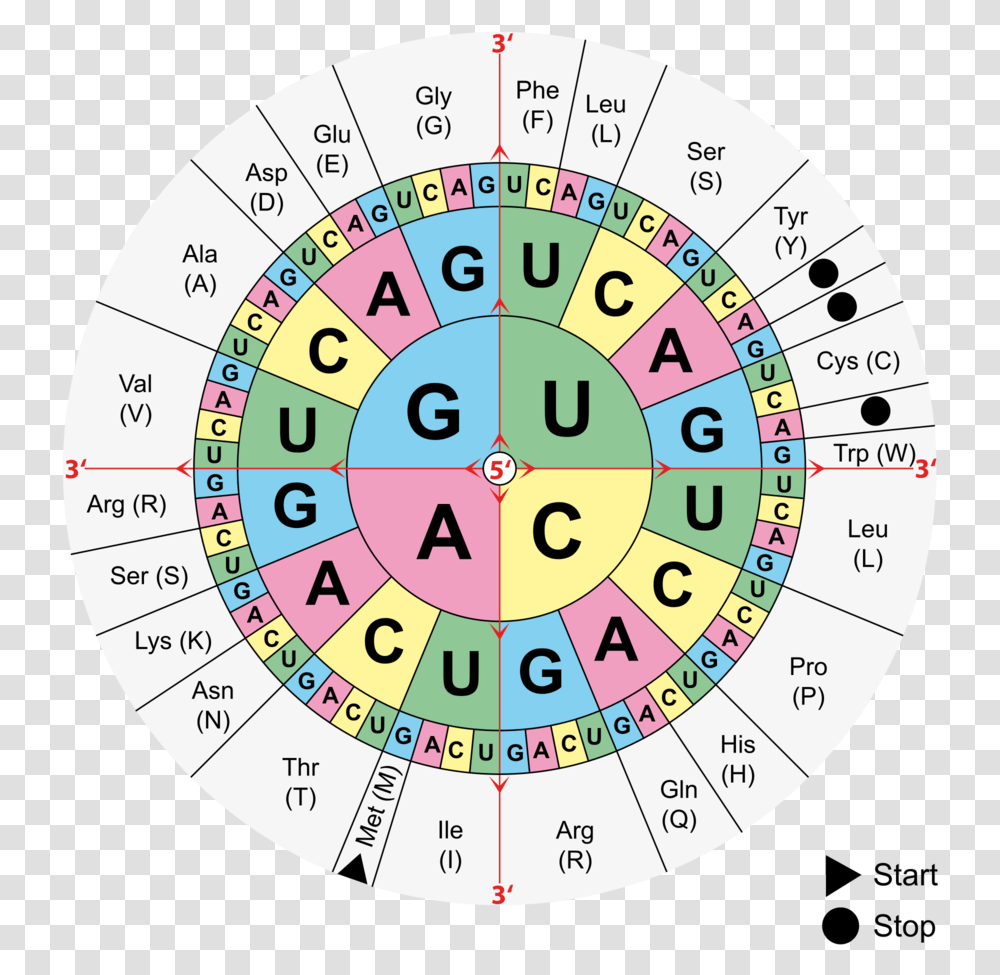 Aminoacids Table Svg Amino Acid Codon Table, Game, Clock Tower, Architecture Transparent Png
