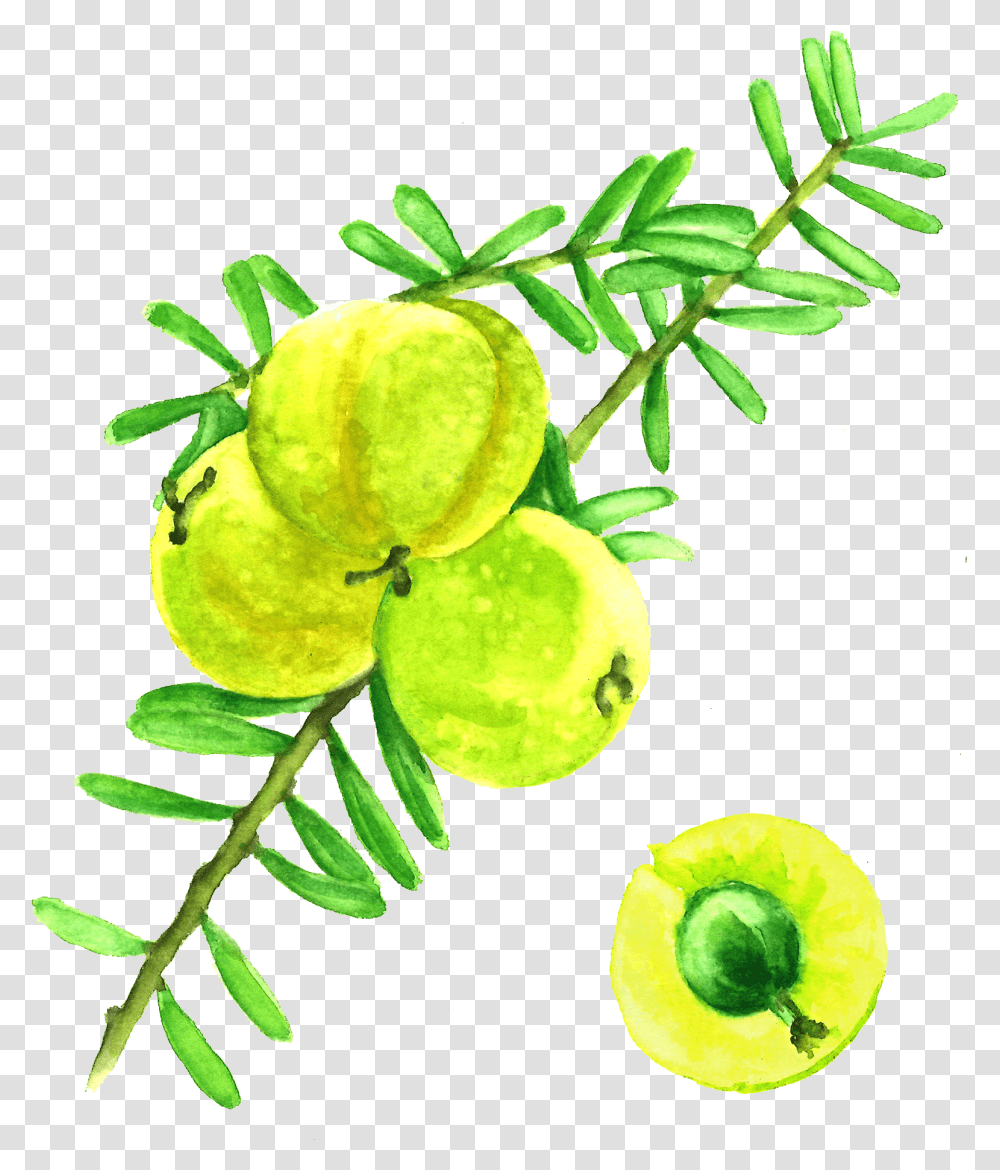 Amla Berries Watercolor Amla, Leaf, Plant, Tennis Ball, Fruit Transparent Png