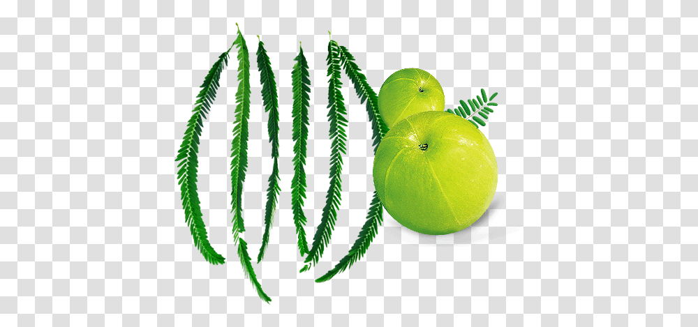 Amla Leaf 1000 Free Download Vector Image Psd Files Superfood, Plant, Green, Tennis Ball, Sport Transparent Png