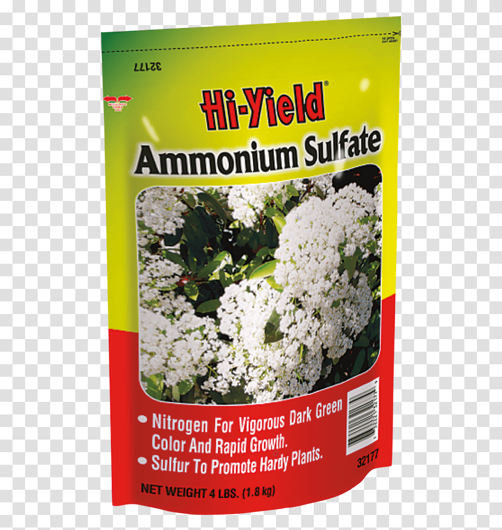 Ammnium Szulft, Plant, Flower, Blossom, Poster Transparent Png