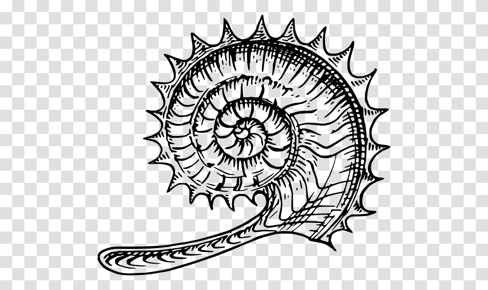 Ammonite Clip Art Free Vector, Spiral, Tiger, Wildlife, Mammal Transparent Png
