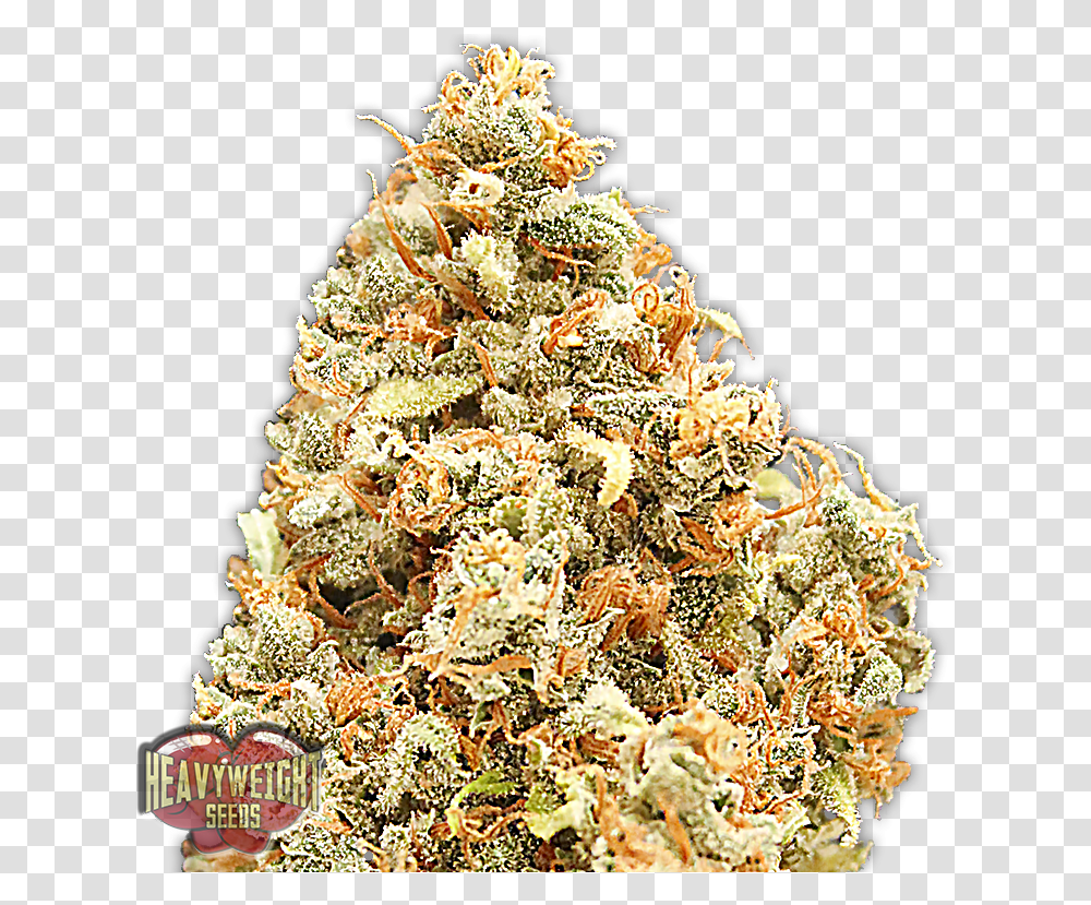 Amnesia Monster Monster Profit Heavyweight Seeds, Tree, Plant, Ornament, Christmas Tree Transparent Png