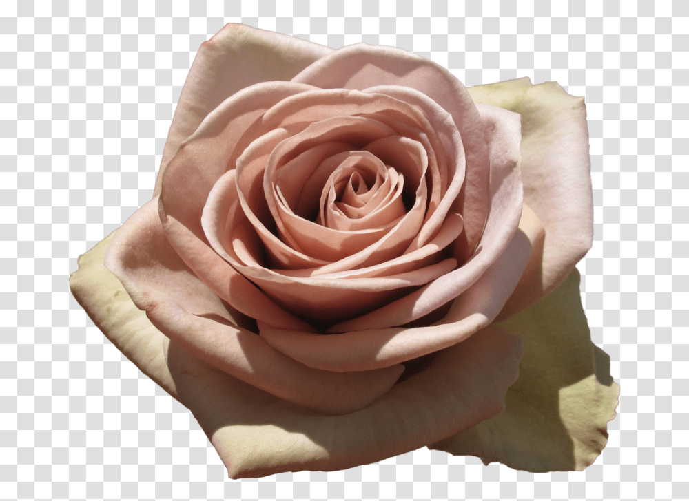 Amnesia Rose, Flower, Plant, Blossom, Petal Transparent Png