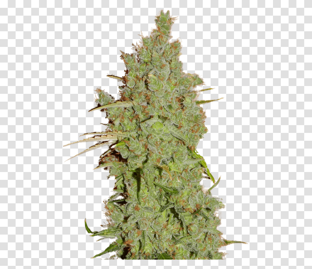 Amnesia Super Strains, Plant, Weed, Hemp Transparent Png