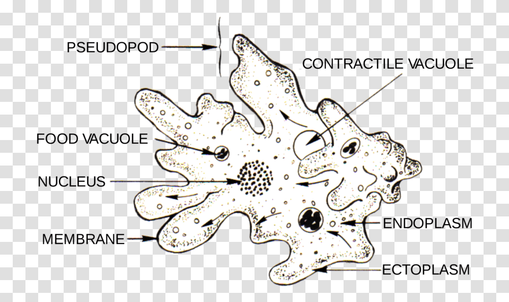 Amoeba Under Microscope 400x Labeled, Drawing, Animal, Giraffe Transparent Png