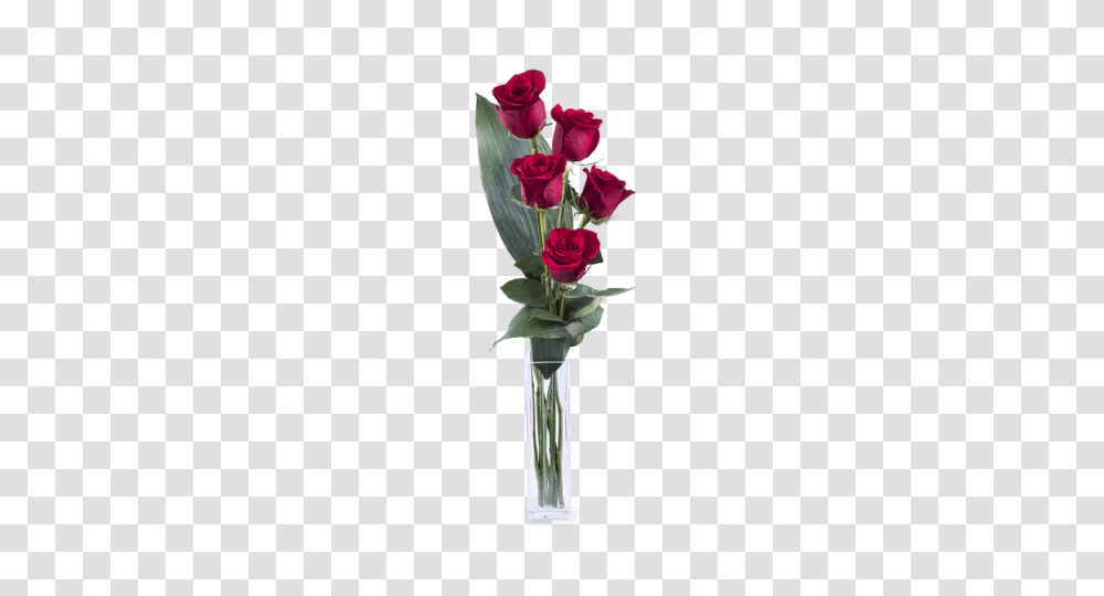 Amor E Elegancia Rosas Rojas, Plant, Flower, Blossom, Rose Transparent Png