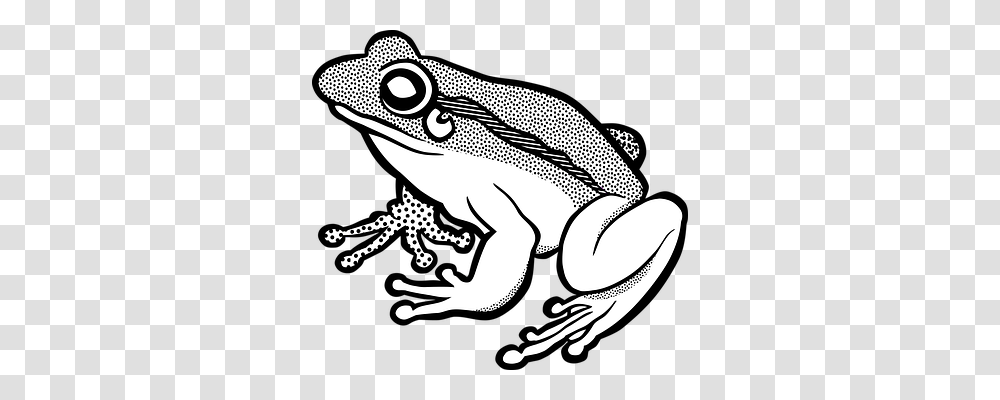 Amphibian Nature, Frog, Wildlife, Animal Transparent Png