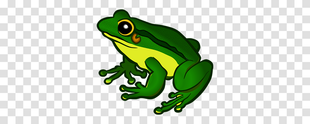 Amphibian Nature, Frog, Wildlife, Animal Transparent Png