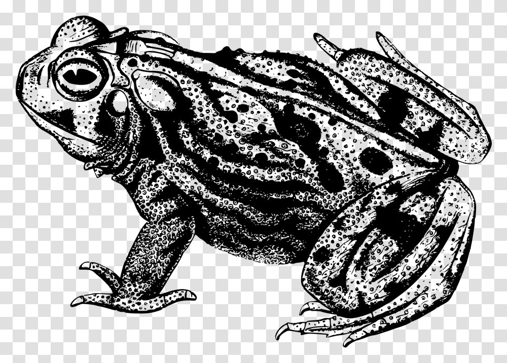Amphibian Animal Frog Toad Great Plains Toad Black And White, Gray, World Of Warcraft Transparent Png