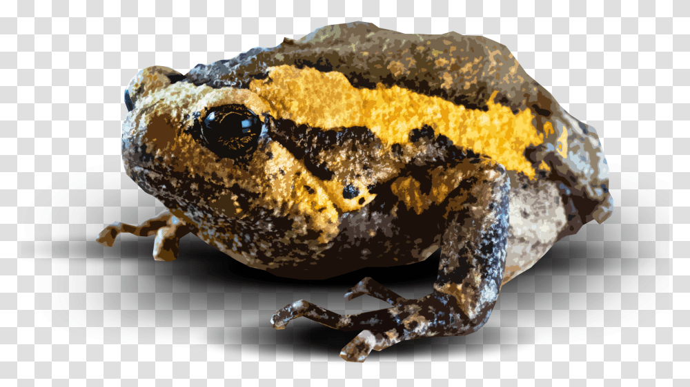 Amphibian, Toad, Wildlife, Animal, Frog Transparent Png