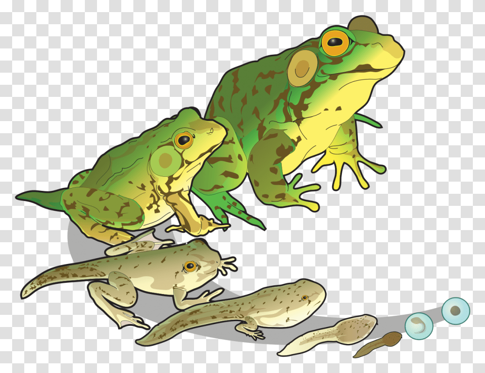 Amphibians Reproduction, Frog, Wildlife, Animal, Dinosaur Transparent Png