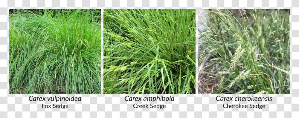 Amphibola Is Also Resilient And Does Well In A Wide Sweet Grass Transparent Png