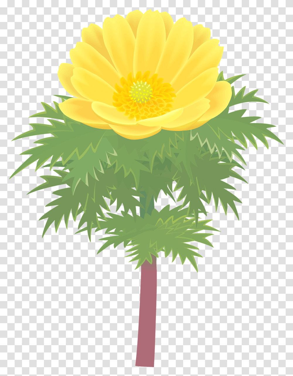 Amur Adonis Flower Pheasant's Eye Clipart Free Download English Marigold, Plant, Blossom, Anemone, Daisy Transparent Png
