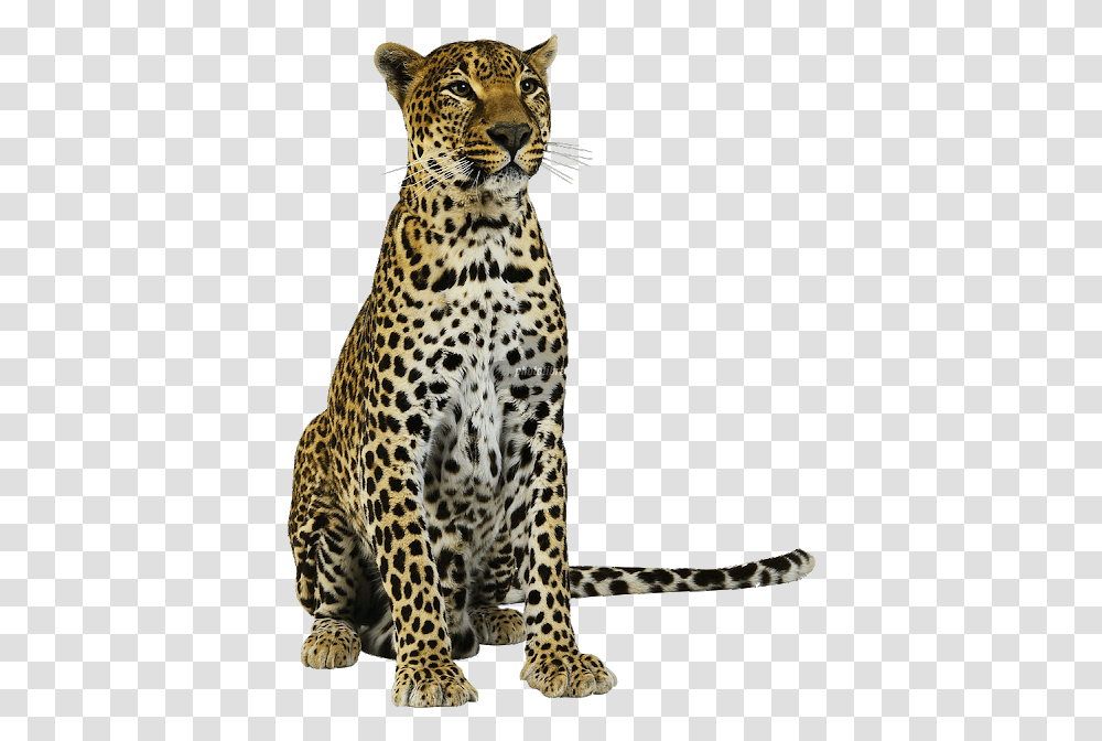 Amur Leopard Background, Panther, Wildlife, Mammal, Animal Transparent Png