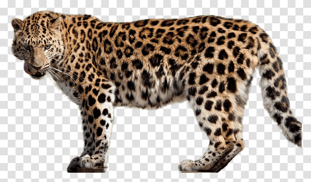 Amur Leopard Transparent Png