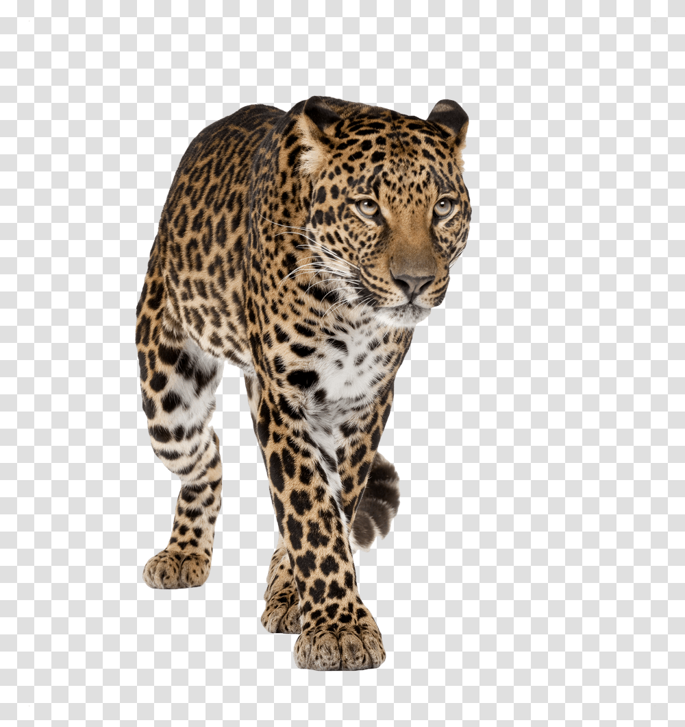 Amur Leopard White Background, Panther, Wildlife, Mammal, Animal Transparent Png
