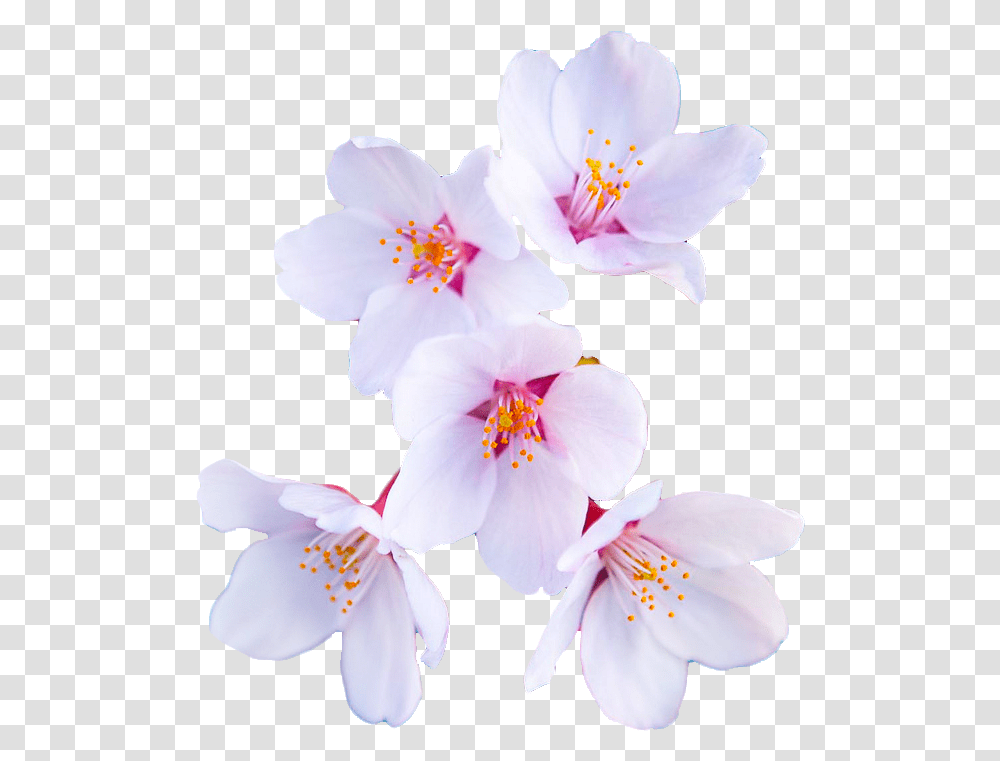 An Entry From Flowers Powered By Tumblrcom Snow Crocus, Plant, Blossom, Pollen, Anther Transparent Png