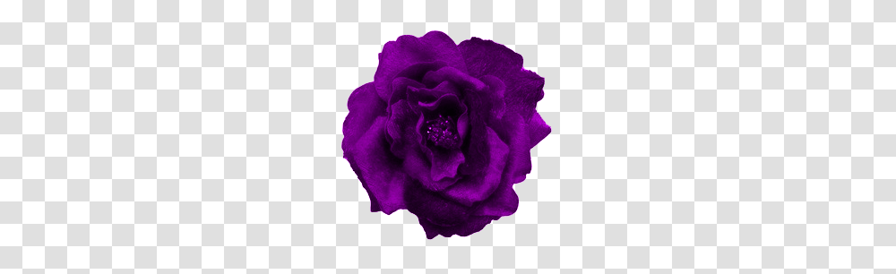 An Entry From Flowers Powered, Rose, Plant, Blossom, Petal Transparent Png