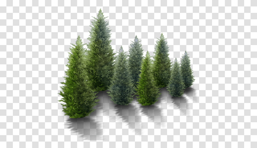 An Evergreen Plant Grows Leaves High Resolution Christmas Tree Translucent, Pine, Ornament, Fir, Abies Transparent Png