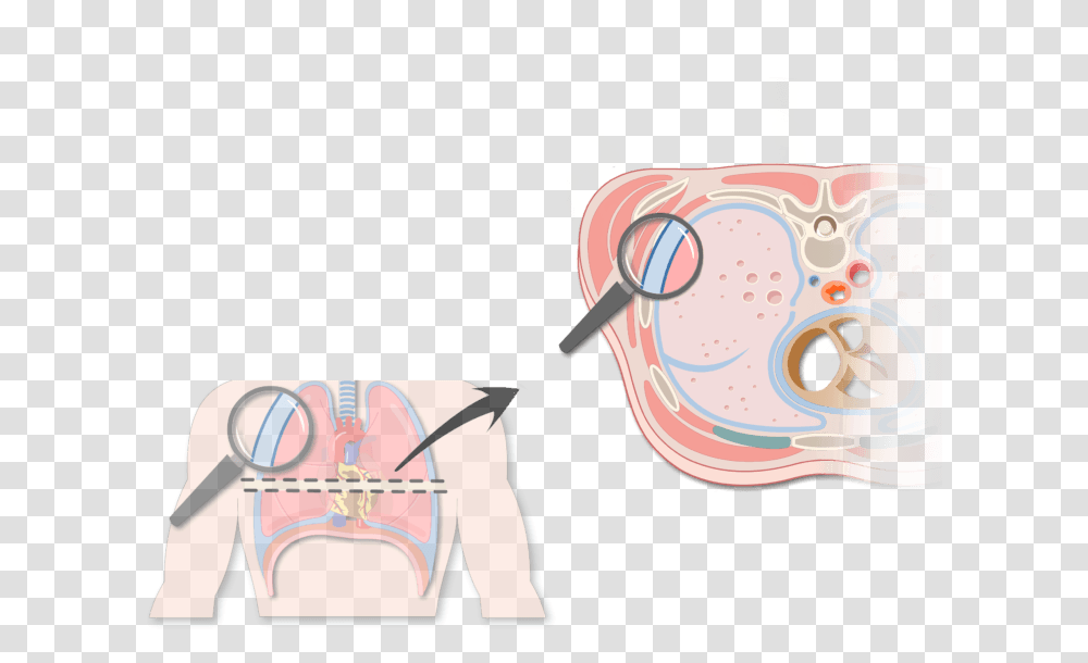 An Expanded View Of The Thorax Magnifying The Pleura Two Pleural Membranes, Teeth, Mouth, Goggles, Accessories Transparent Png