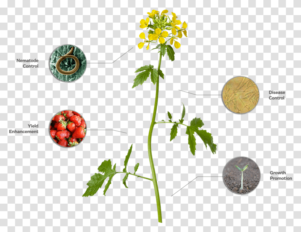 An Image Of A Mustard Plant Showcases Ways In Which Rosa Glauca, Vegetation, Bush, Leaf, Flower Transparent Png