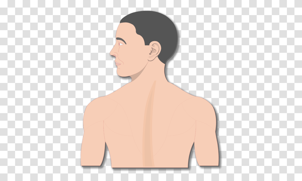 An Image Of The Body Showing The Head And The Back, Shoulder, Neck, Person, Human Transparent Png