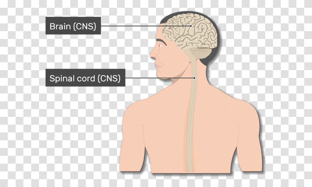 An Image Of The Body Showing The Spinal Cord Brain Diagram Main Organs Of The Nervous System, Shoulder, Person, Human, Neck Transparent Png