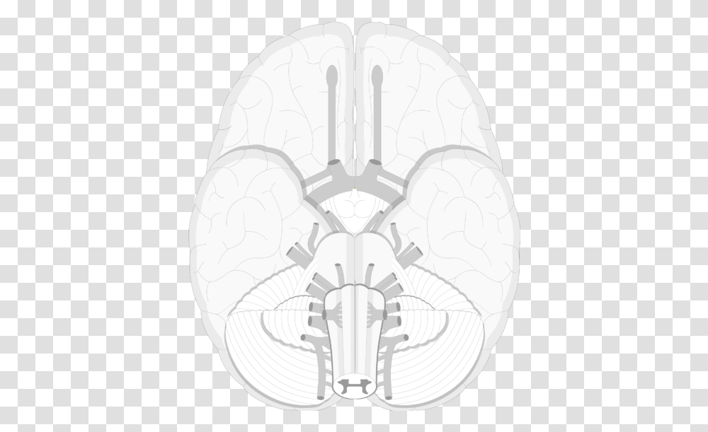 An Image Showing A Lower View Of The Brain And The Trochlear Nerve, Soccer Ball, Animal, Mammal, Spider Transparent Png