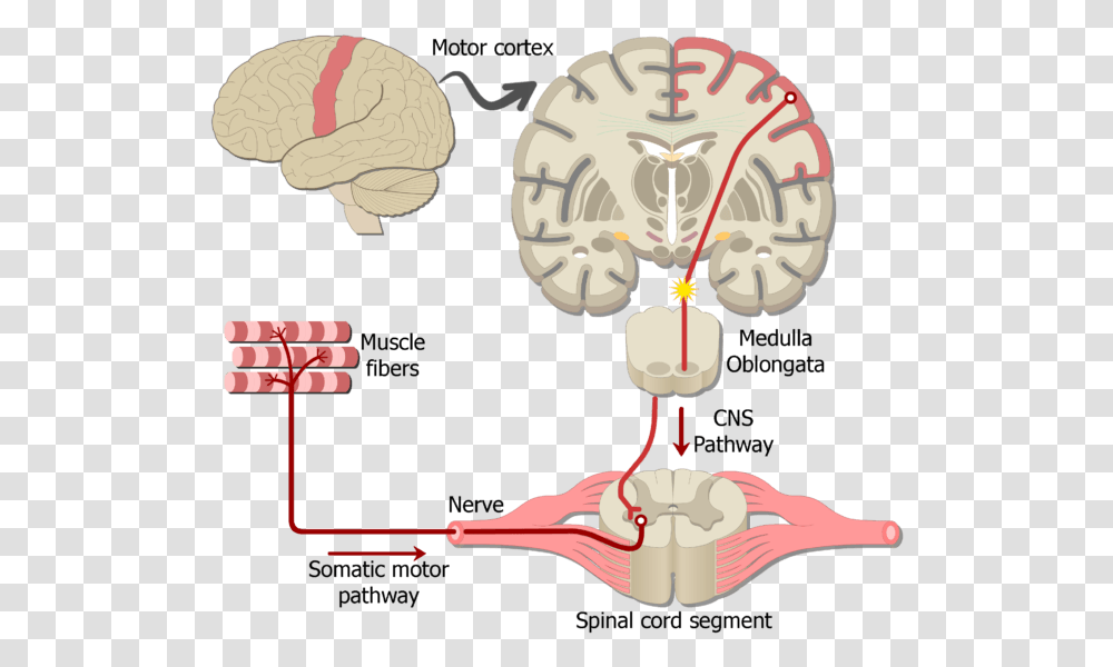 An Image Showing The Action Potential Moving Through Sensory Neuron To Brain, Diagram Transparent Png