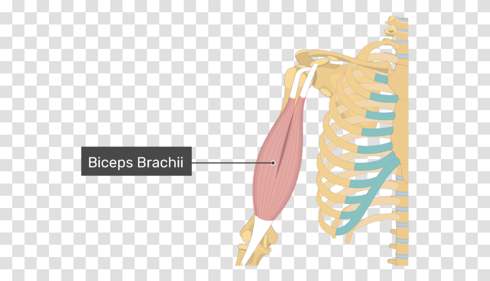 An Image Showing The Biceps Brachii Muscle Alone, Skeleton Transparent Png