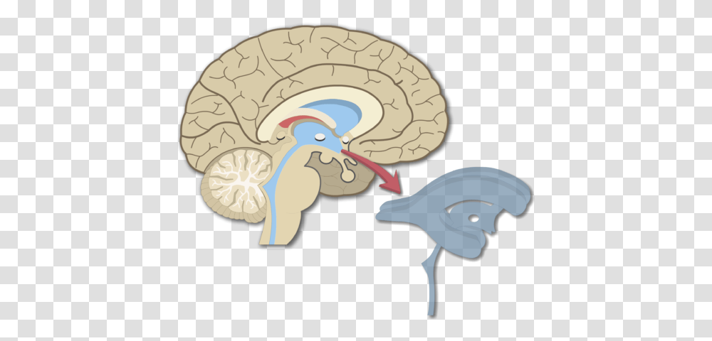 An Image Showing The Brain Ventricles In Midsagittal, Animal, Bird, Soil, Turkey Bird Transparent Png