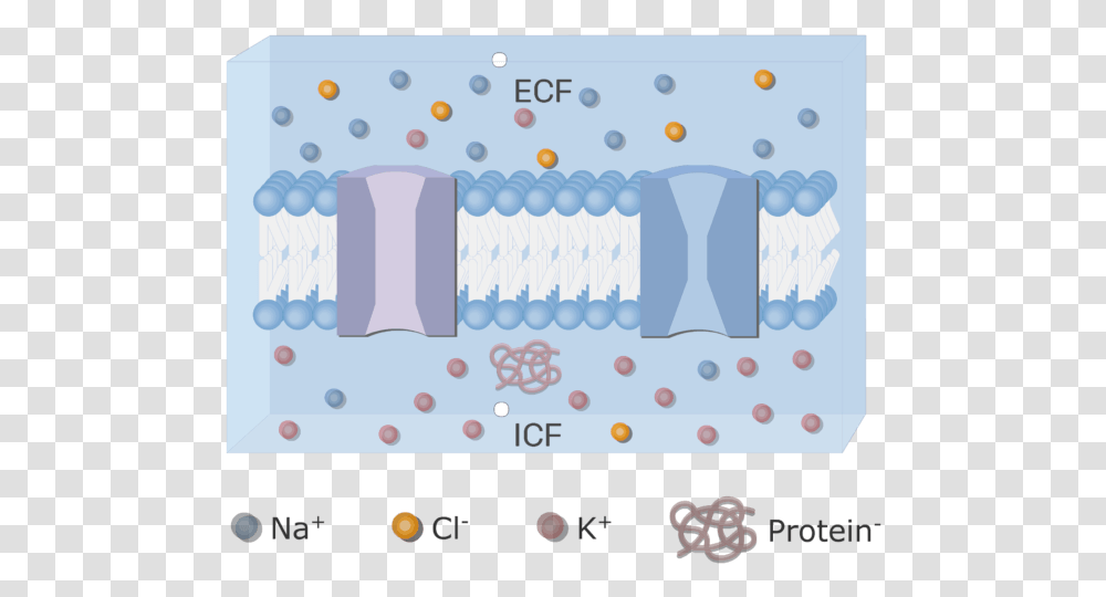 An Image Showing The Icf And Ecf Extracellular Fluid, Texture, Paper Transparent Png