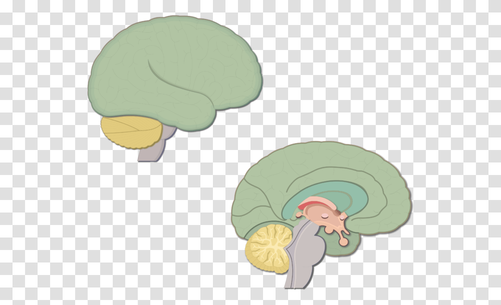 An Image Showing The Lateral And Sagittal View Of The Brain Sagittal Cartoon, Plant, Flower, Animal, Invertebrate Transparent Png