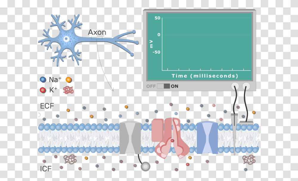 An Image Showing The Neuron Action Potential Sequence Neuron At Resting Potential, Plot, Electronics, Diagram Transparent Png