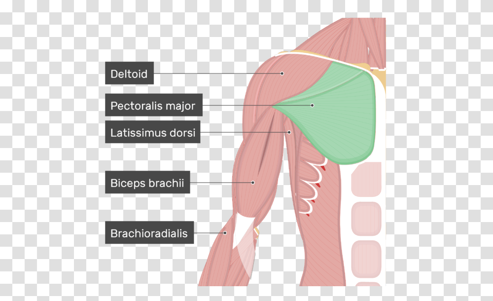 An Image Showing The Pectoralis Major Muscle Attached Pectoralis Major, Shoulder, Neck, Diagram, Plot Transparent Png