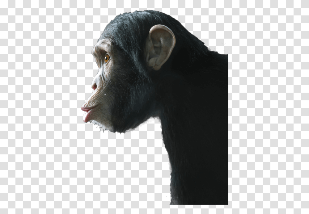 An Infinite Number Of Monkeys Common Chimpanzee, Wildlife, Mammal, Animal, Bear Transparent Png