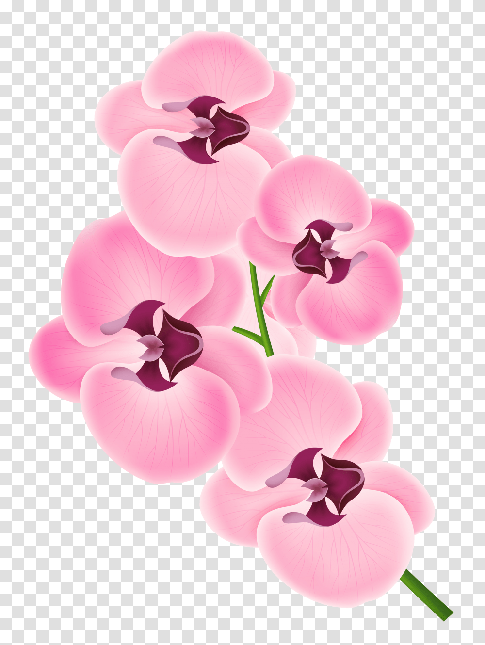 An Orchid Branch Transparent Png