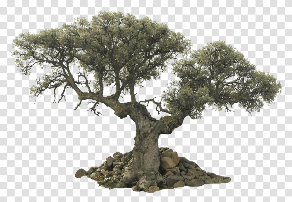 An Unusual Tree Pictures V59 Full Hd - Olive Tree Background, Plant, Potted Plant, Vase, Jar Transparent Png