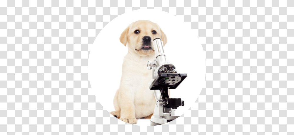 An Update From The Avacta Animal Health Labs Avacta Animal Health, Microscope, Dog, Pet, Canine Transparent Png