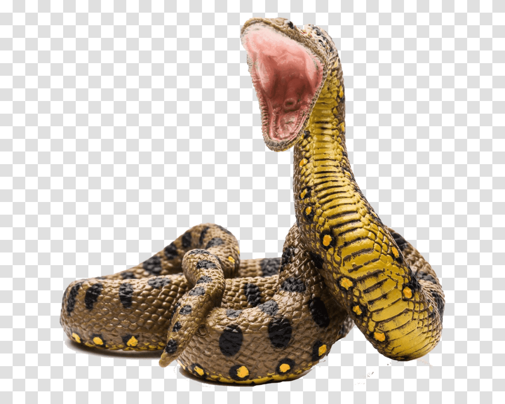 Anaconda Anaconda, Snake, Reptile, Animal, Lizard Transparent Png