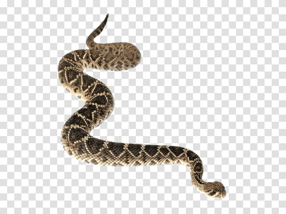 Anaconda, Animals, Reptile, Rattlesnake Transparent Png