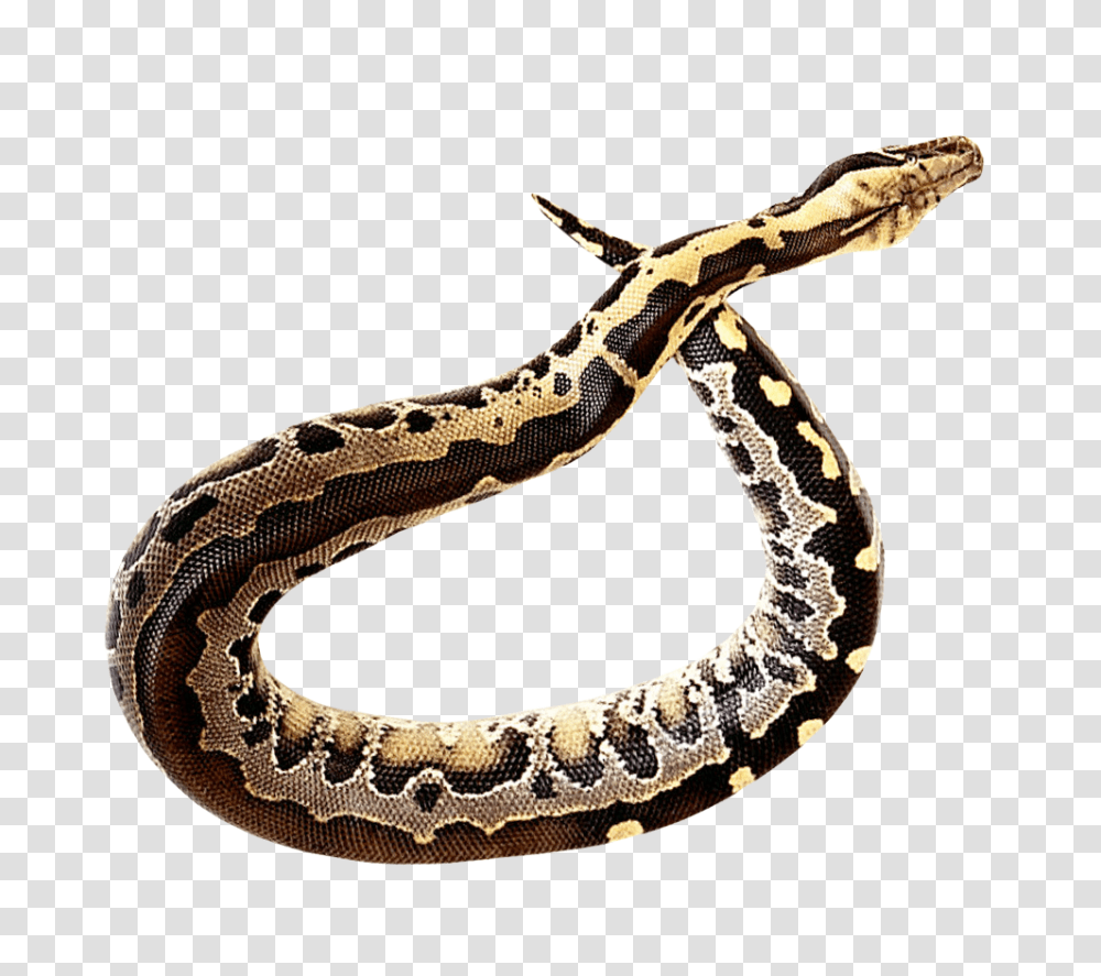 Anaconda, Animals, Reptile, Snake, Bracelet Transparent Png