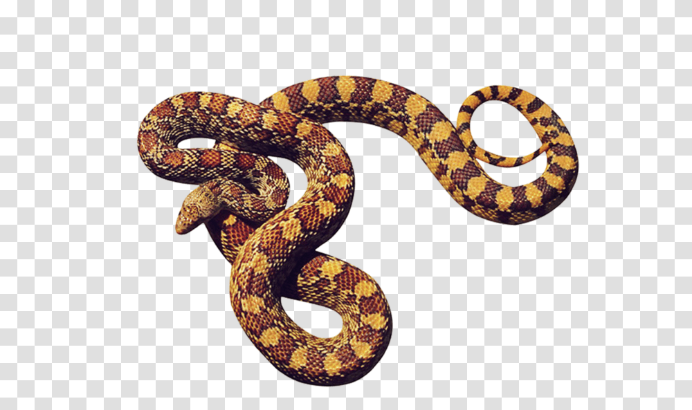Anaconda, Animals, Snake, Reptile, King Snake Transparent Png