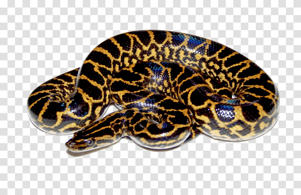 Anaconda, Animals, Snake, Reptile, King Snake Transparent Png