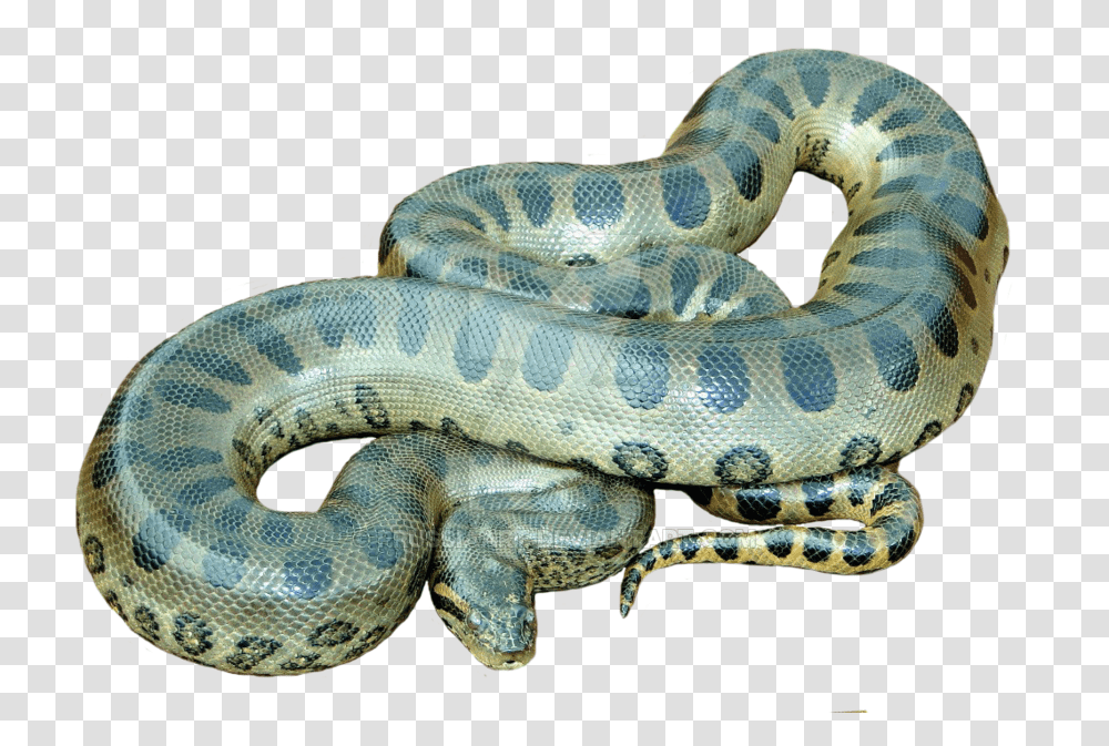 Anaconda, Animals, Snake, Reptile, Lizard Transparent Png