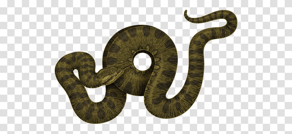 Anaconda, Animals, Snake, Reptile, Rug Transparent Png