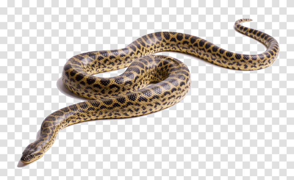 Anaconda, Animals, Snake, Reptile Transparent Png