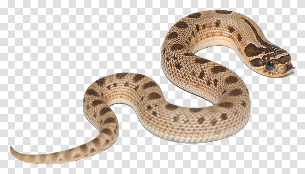 Anaconda Free Images Hognose Snake Conda Morph, Reptile, Animal, Rattlesnake Transparent Png