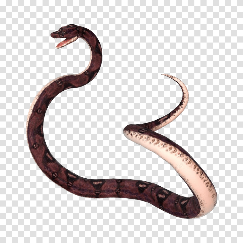 Anaconda Hd Background, Animal, Snake, Reptile, Bracelet Transparent Png