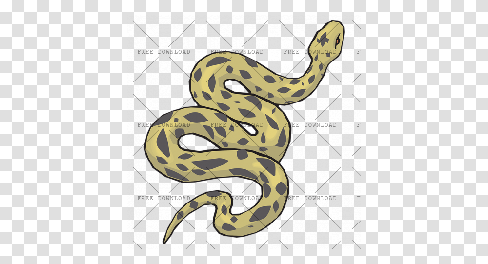 Anaconda Image With Background Photo 6 Quaternary Consumer, Reptile, Animal, Snake, King Snake Transparent Png
